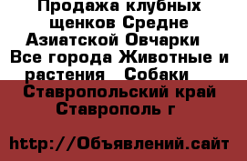 Продажа клубных щенков Средне Азиатской Овчарки - Все города Животные и растения » Собаки   . Ставропольский край,Ставрополь г.